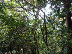 Elaeocarpus decipiens