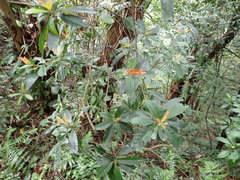 Elaeocarpus decipiens