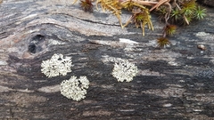 Parmeliopsis hyperopta