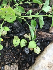 Physalis missouriensis