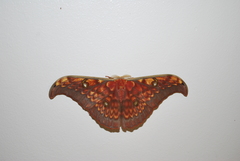 Antheraea larissa
