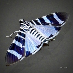 Lypotigris reginalis