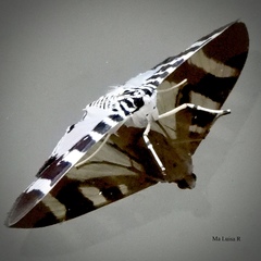 Lypotigris reginalis