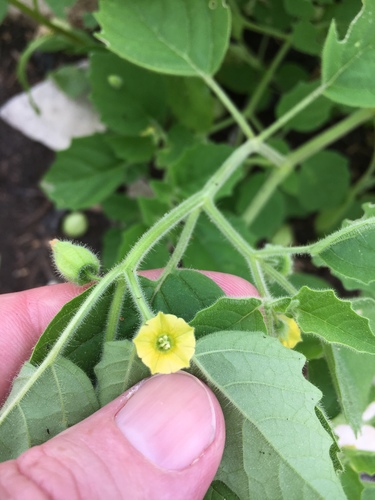 Missouri groundcherry (Physalis missouriensis)