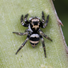 Corythalia argentinensis