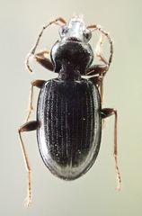 Peryphus