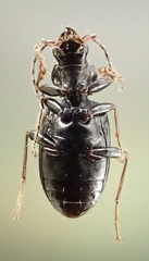 Peryphus