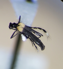 Leptolycus