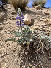 Lupinus magnificus