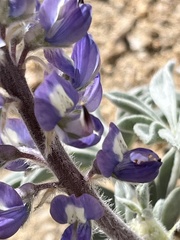 Lupinus magnificus