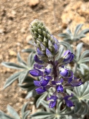 Lupinus magnificus