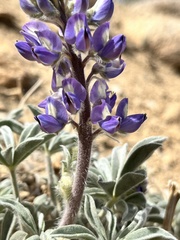 Lupinus magnificus