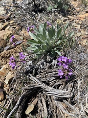 Phoenicaulis cheiranthoides