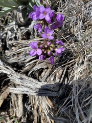 Phoenicaulis cheiranthoides