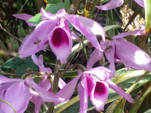 Dendrobium anosmum