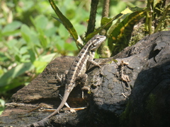 Sceloporus variabilis