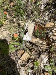 Calochortus umbellatus