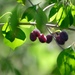 Eastern Swamp Privet - Photo (c) Brady Reed, some rights reserved (CC BY), uploaded by Brady Reed