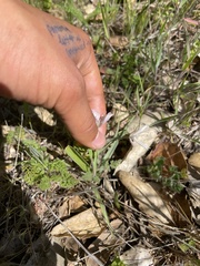 Calochortus umbellatus