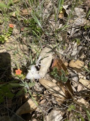 Calochortus umbellatus
