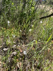 Calochortus umbellatus
