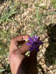 Dichelostemma