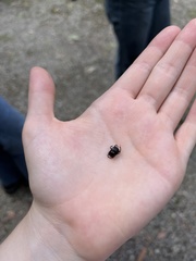 Cephalodesmius quadridens