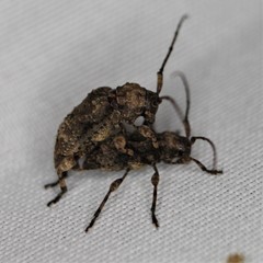 Leptostylus transversus