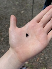 Cephalodesmius quadridens