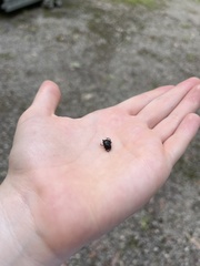 Cephalodesmius quadridens