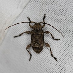 Leptostylus transversus