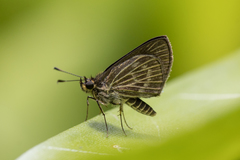 Callimormus interpunctata