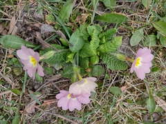 Primula vulgaris rubra