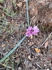 Allium parvum