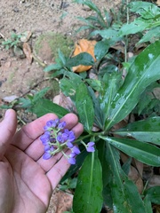 Dichorisandra thyrsiflora