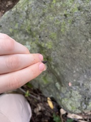 Eroticoscincus graciloides
