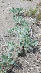 Eriogonum nummulare