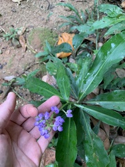 Dichorisandra thyrsiflora