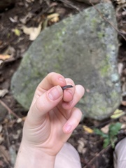 Eroticoscincus graciloides