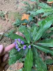 Dichorisandra thyrsiflora