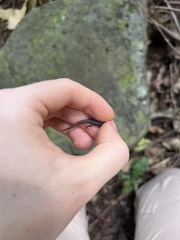 Eroticoscincus graciloides