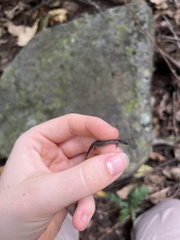 Eroticoscincus graciloides