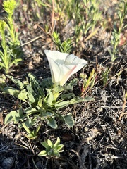 Calystegia subacaulis episcopalis