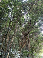 Schnella microstachya