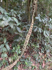 Schnella microstachya