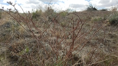 Eriogonum nummulare