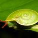 Green Snail - Photo (c) danolsen, some rights reserved (CC BY-NC)