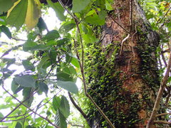 Machilus japonica