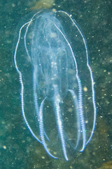 Bolinopsis microptera