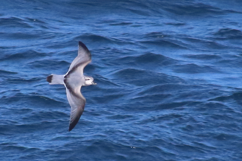 Salvin's Prion (MacGillivray's)